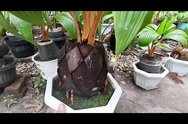 Harga Bonsai Kelapa Gading Termahal